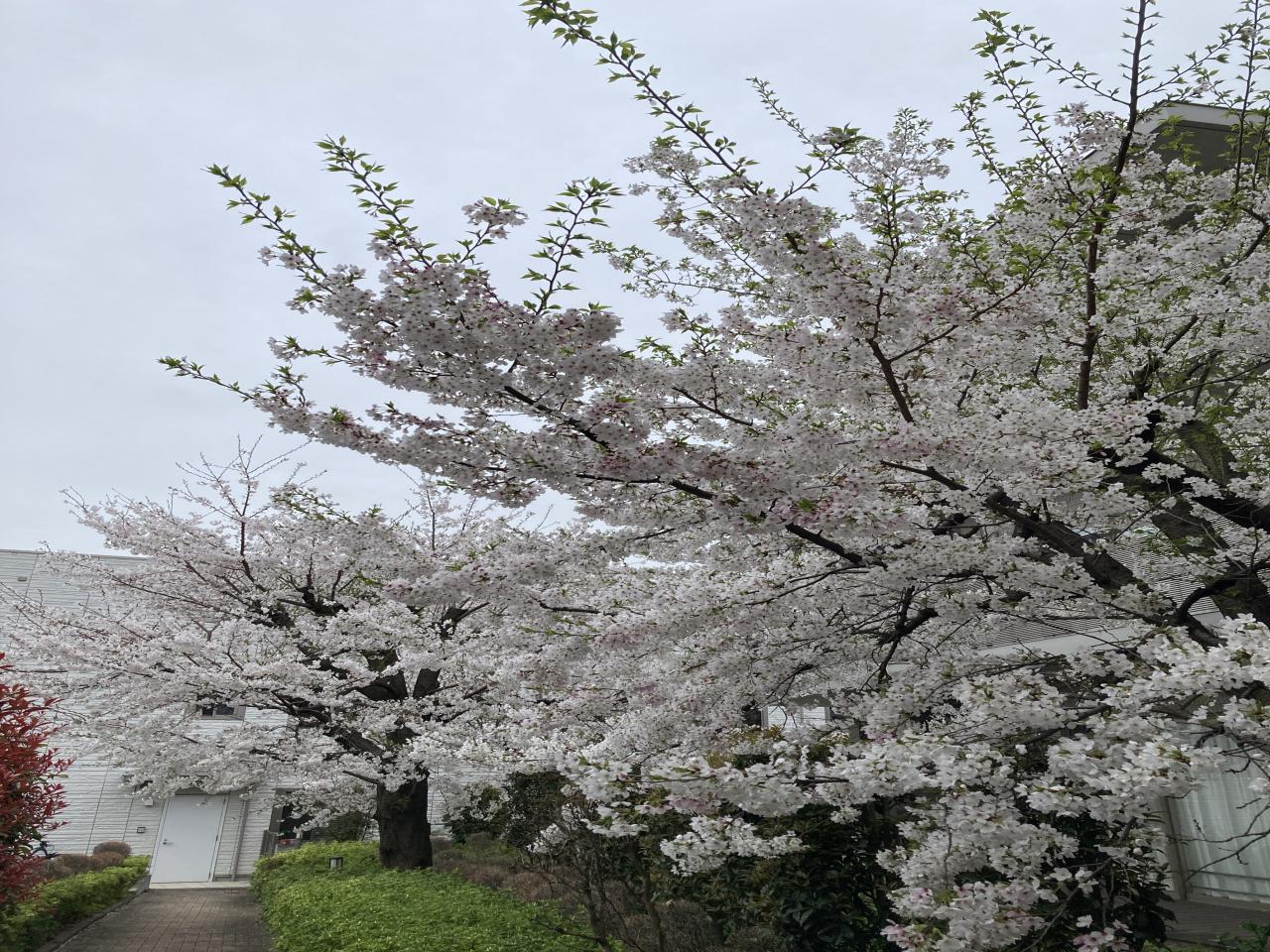 桜が満開です