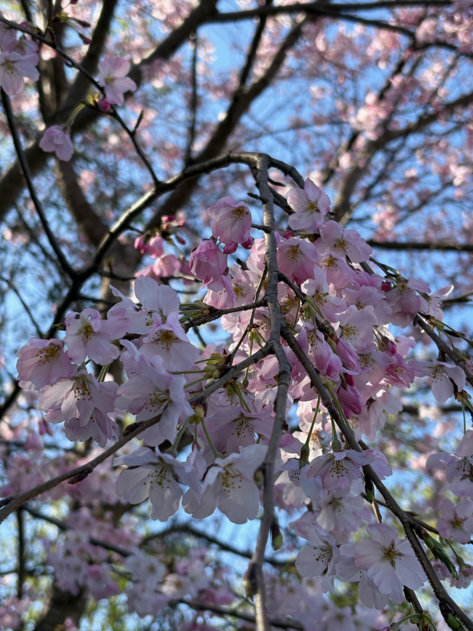 桜とともに迎える、やさしい春のはじまり