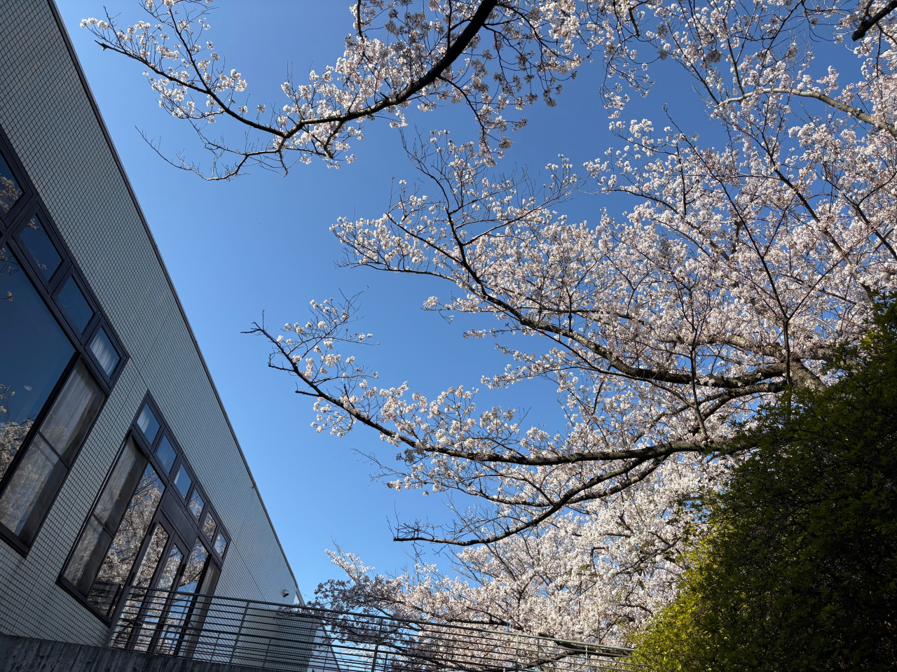 桜満開、新しい仲間とともに歩む春