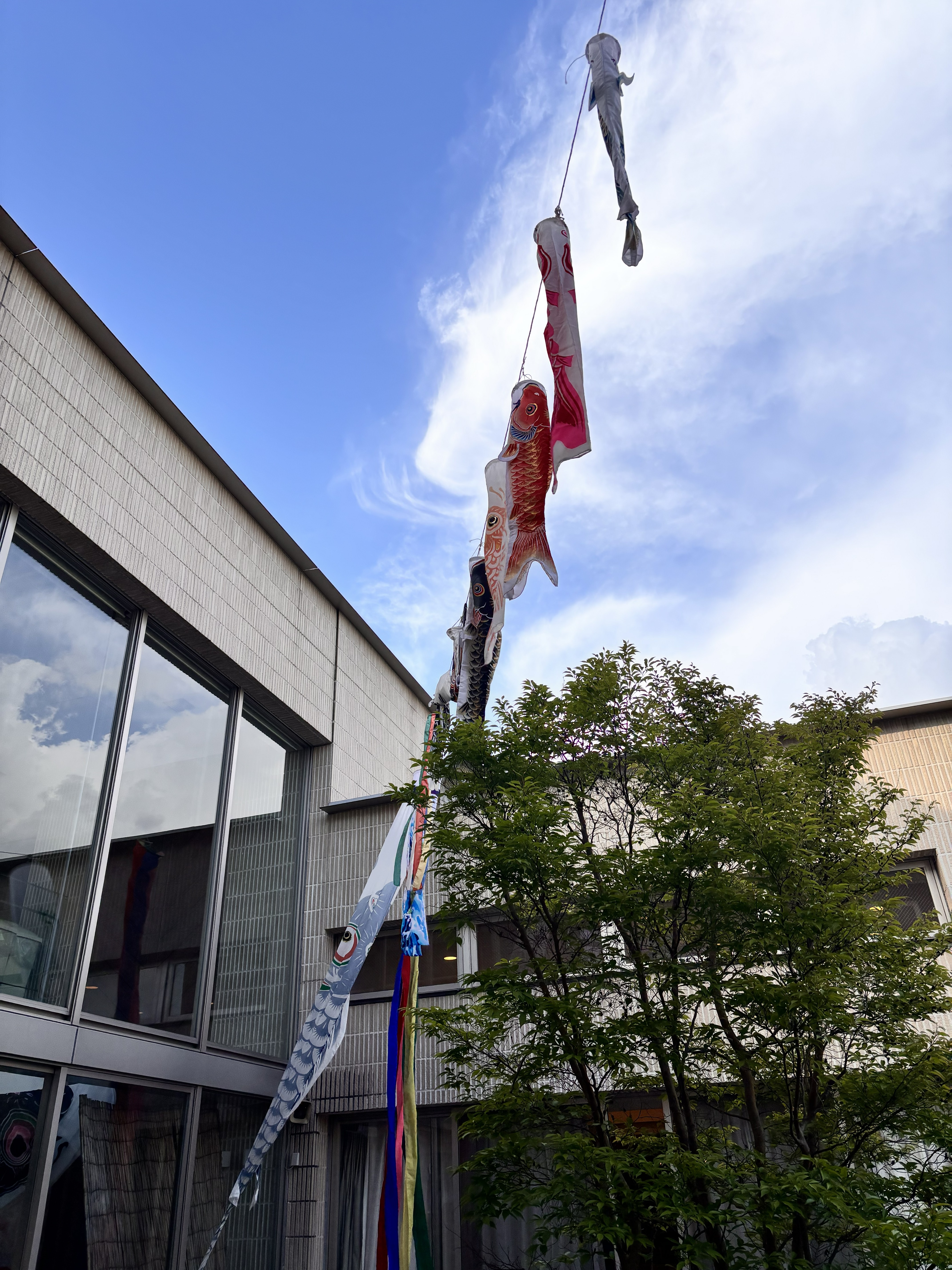 気持ちよい風の中を🎏🎏🎏