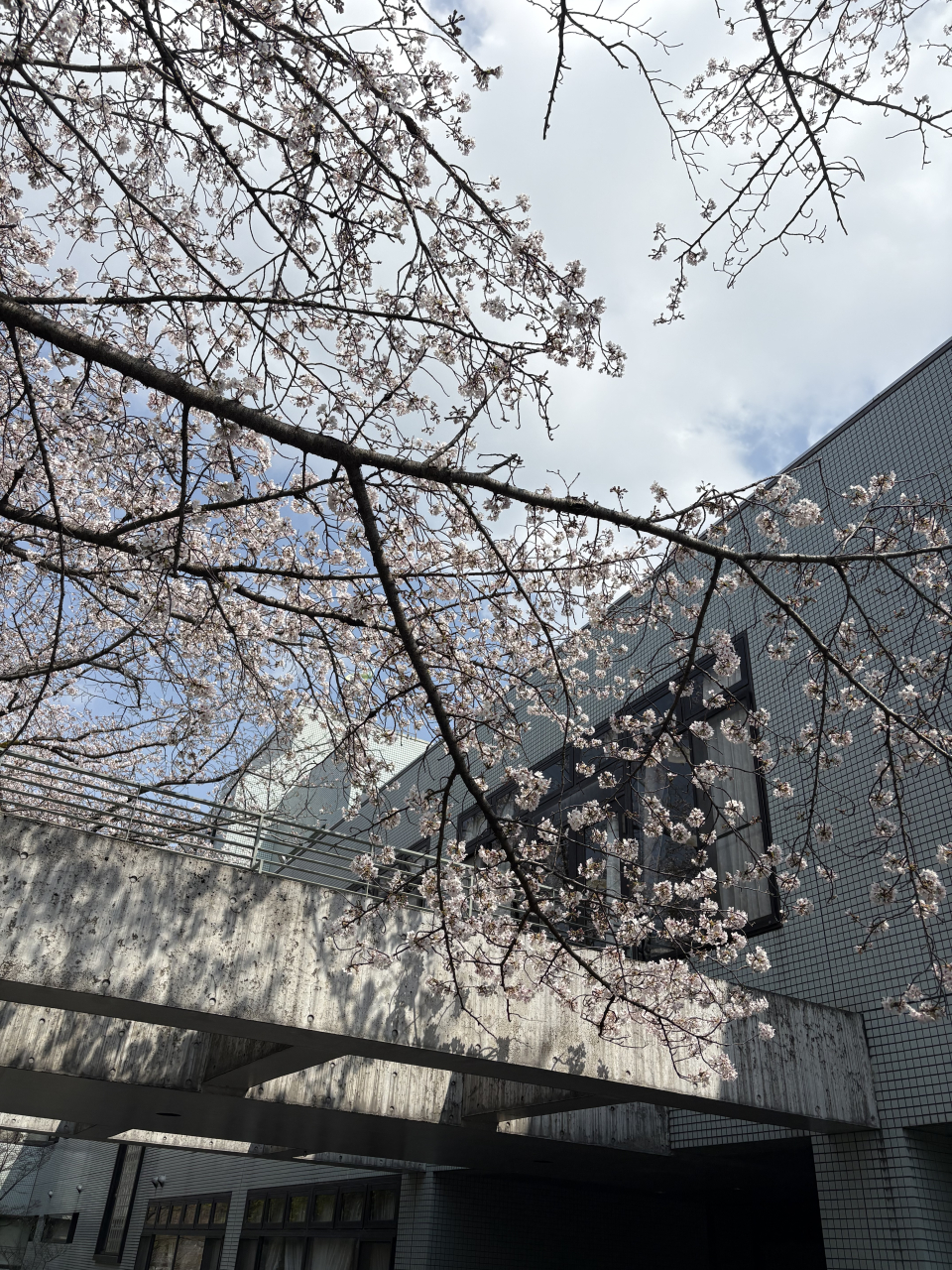 🌸桜が咲く季節に──新卒職員が「この法人を選んだ理由」