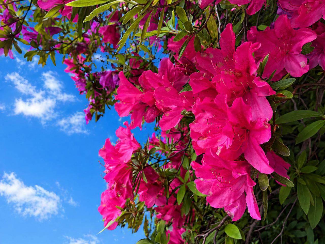 「鮮やかなピンクに元気をもらう朝」